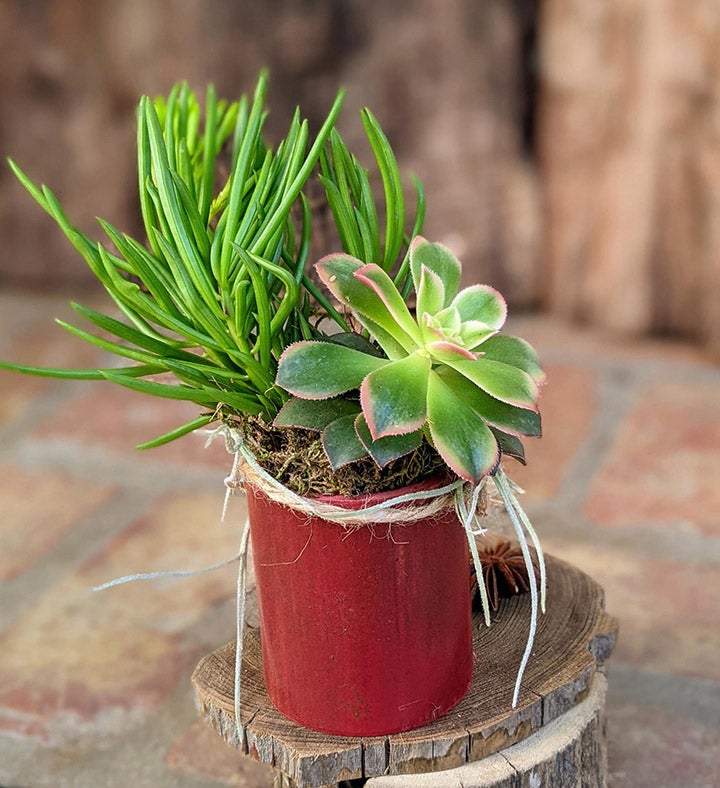 Live Succulent Arrangement In Handcrafted Bamboo Pot | Flower Gift